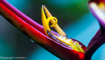 CLM_1688.jpg - Heliconia latispatha