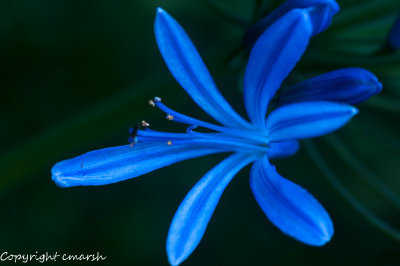 CLM_1710.jpg -