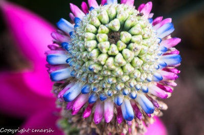 CLM_1721.jpg - Queen Aechmea