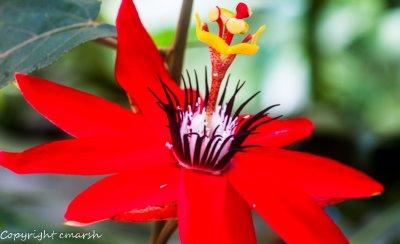 CLM_1731.jpg - Passion Flower (Passiflora vitifolia)