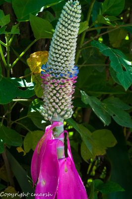 CLM_1735.jpg - Aechmea mariae-reginae - Queen Aechmea  II