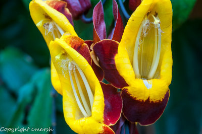 CLM_1738.jpg - Lady Slippers