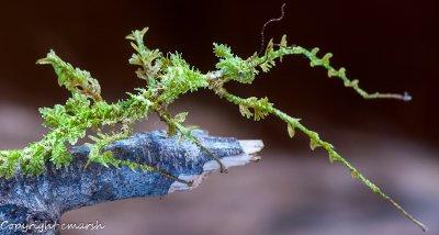 CLM_1741.jpg - Moss-mimick Walking Stick (trichopeplus laciniatus)