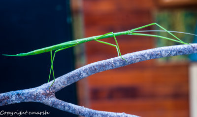CLM_1743.jpg - Stick Insect
