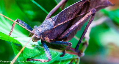 CLM_1747.jpg - - Leaf Insect