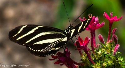 CLM_1770.jpg - Zebra Longwing Butterfly