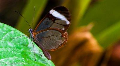 CLM_1779.jpg - Glasswing Butterfly
