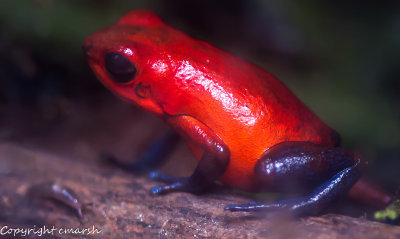 CLM_1822.jpg - Blue-Jeans Frog