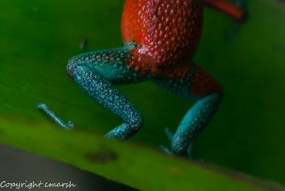 CLM_1826.jpg - Blue Jeans Frog