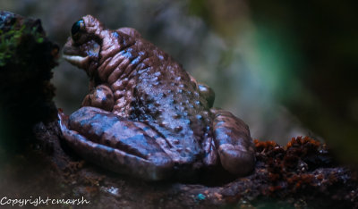 CLM_1834.jpg - Smiling Frog