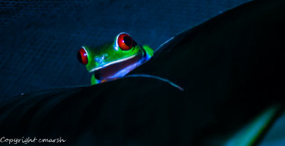 CLM_1994.jpg - Red-Eyed Leaf Frog