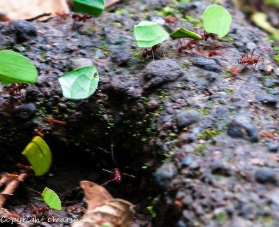 CLM_0733.jpg - Leaf-cutting Ants