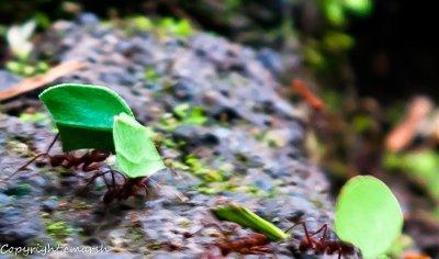 CLM_0734.jpg - Leaf-cutting Ants II