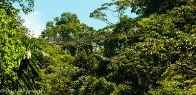CLM_0769.jpg - Hanging Bridge II