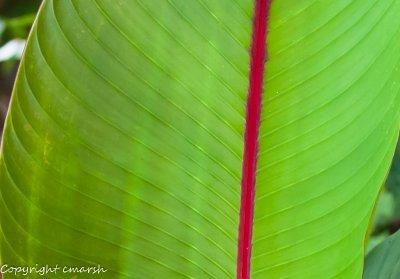 CLM_0778.jpg