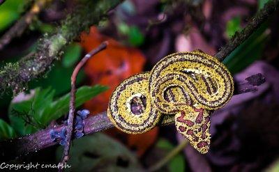 CLM_0784.jpg - Pit Viper II