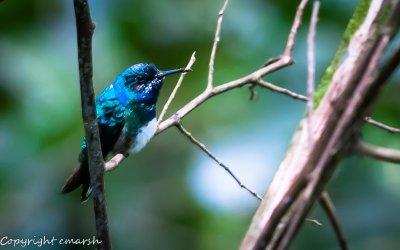 CLM_0859.jpg - Hummingbird