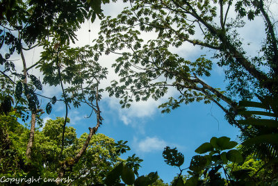 _DSC0074.jpg - Canopy