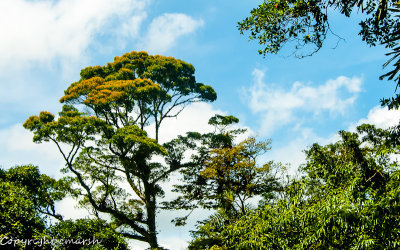 _DSC0087.jpg - Canopy II