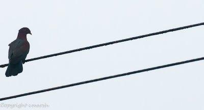 CLM_1240.jpg - Bird On A Wire