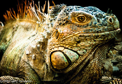 _DSC0123.jpg - Iguana