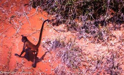_DSC0150.jpg - Spider Monkey