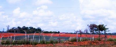 _DSC0164.jpg - Pineapple Plantation