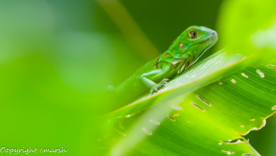 CLM_2479.jpg - It's Not Easy Being Green