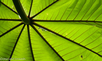 CLM_2485.jpg