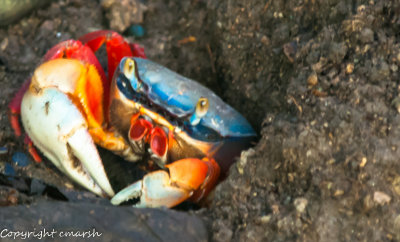 CLM_2490.jpg - Blue Crab