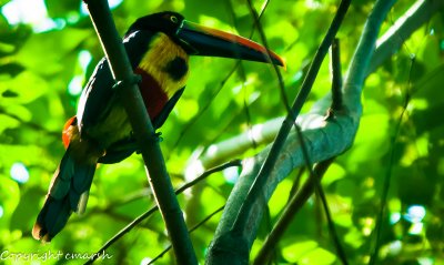 CLM_2508.jpg - Fiery-billed Aracari