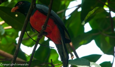 CLM_2616.jpg - Slaty-tailed Trogon