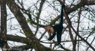 CLM_2704.jpg - Hanging-In-There