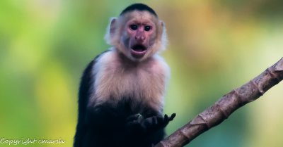 CLM_2719.jpg - Whaat ??