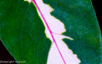 CLM_2758.jpg - Flora
