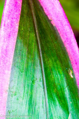 CLM_2772.jpg