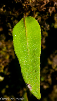 CLM_2775.jpg