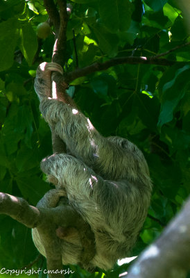 CLM_2554.jpg - Three-toed Sloth