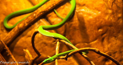 CLM_3042.jpg - Green Tree Snake