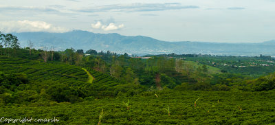 _DSC0272.jpg - Coffee Plantation