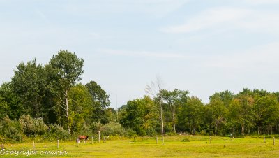 CLM_4867.jpg - Pasture II