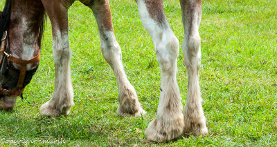 CLM_4872.jpg - Horse Ballet - 'Aplomb'