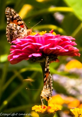 CLM_4889.jpg - Garden Offerings
