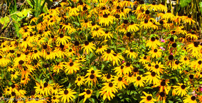 CLM_4909.jpg