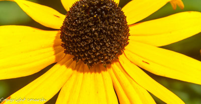 CLM_4910.jpg