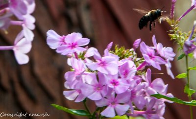 CLM_4928.jpg - Busy Bee