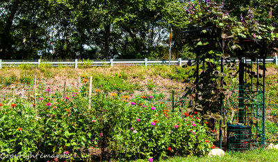 CLM_4947.jpg - The Vegetable Garden