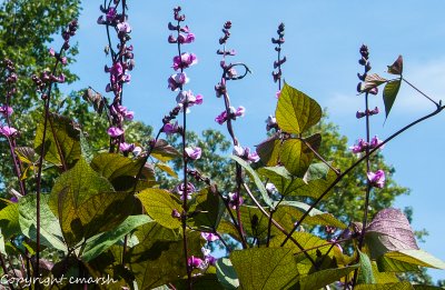 CLM_4948.jpg - Some Kind Of Bean