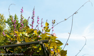 CLM_4949.jpg - Bean