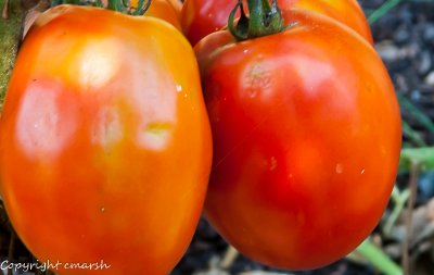 CLM_4952.jpg - Ripe For The Pickin'